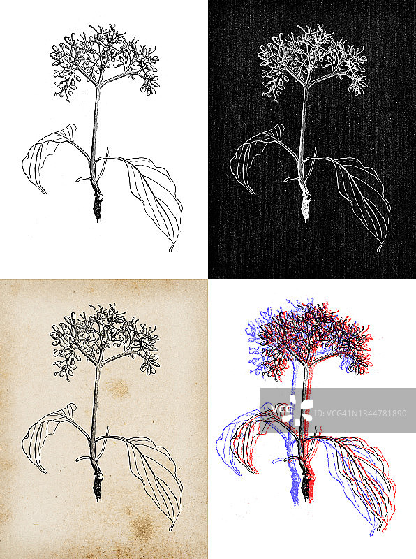 古董植物学插图:山茱萸，普通山茱萸，血山茱萸图片素材