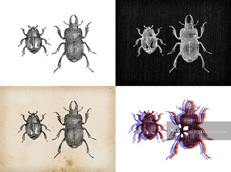 古董动物插图:海丝特，小丑甲虫图片素材