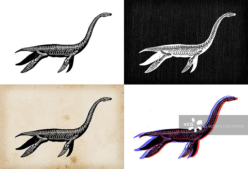 古玩动物插图:蛇颈龙图片素材