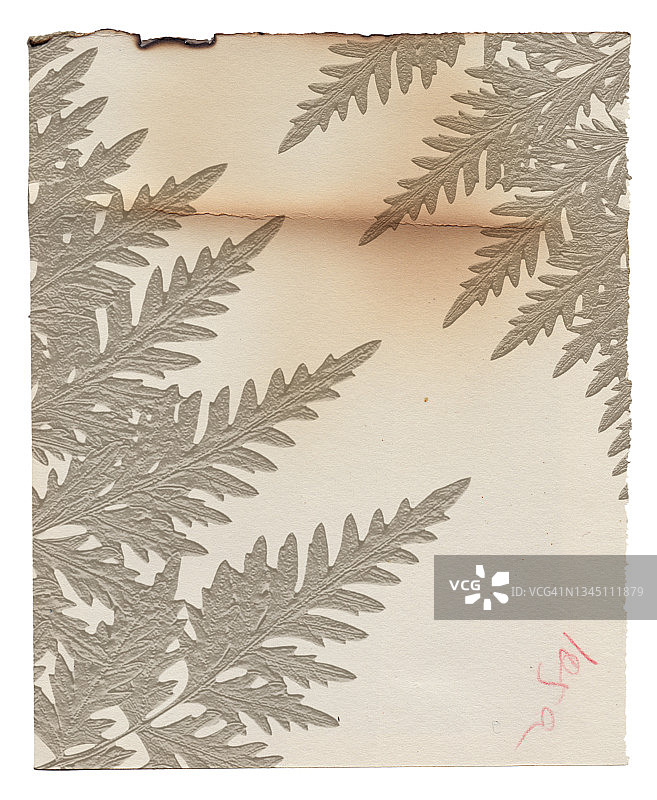 老式粗糙纸与植物浮雕纹理隔离图片素材