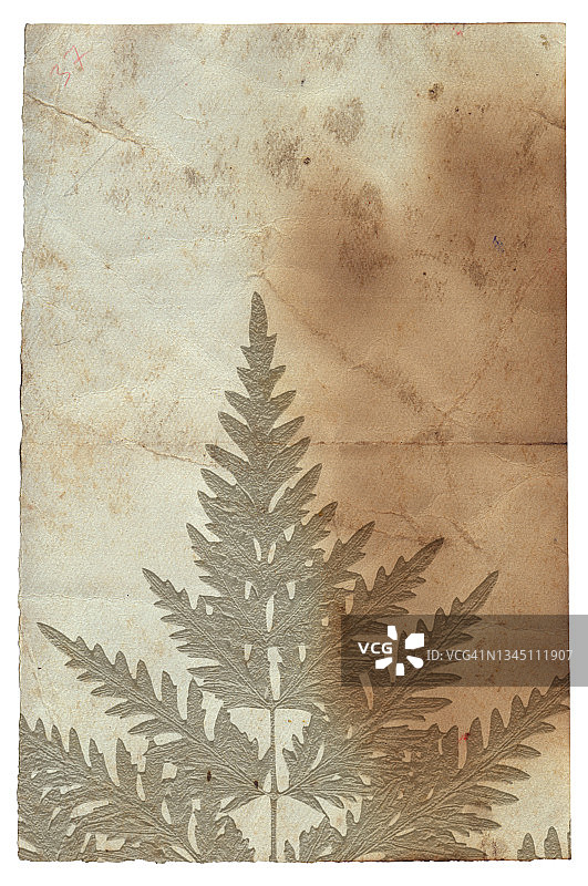 老式粗糙纸与植物浮雕纹理隔离图片素材