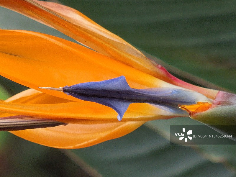 极乐鸟植物花桔蓝穗状特写。鹤望兰。旅人蕉科家族图片素材