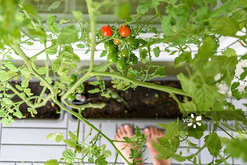 在家里的阳台上种樱桃番茄图片素材