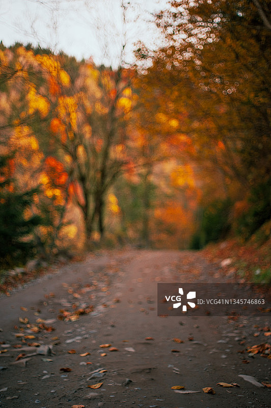 风景优美的秋路在树叶的柔和聚焦图片素材