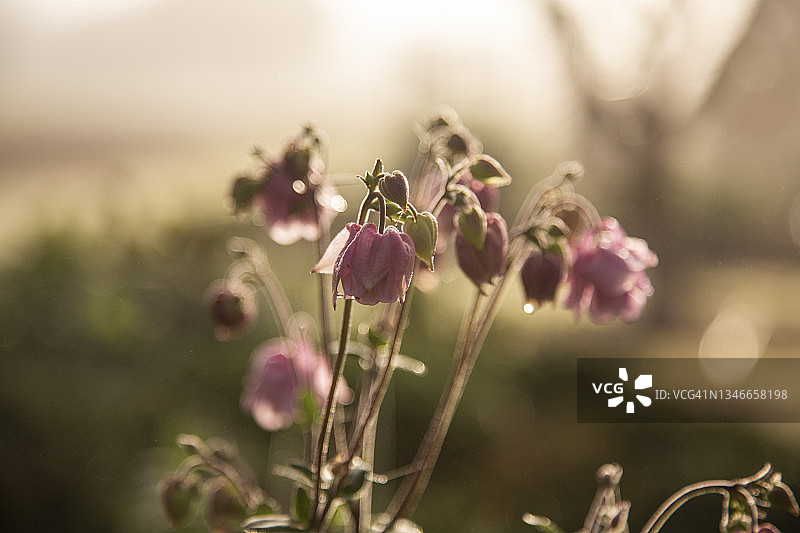 近景的背光精致粉红色衬裙花的Aquilegia vulgaris重瓣花，奶奶的帽子或耧斗菜背景是模糊的重点前景鲜花和芽。图片素材