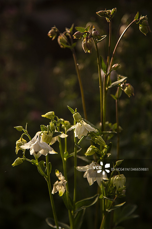 近景的背光精致的白色衬裙花的Aquilegia vulgaris双花，奶奶的帽子或耧斗菜背景是模糊的重点前景鲜花和芽。图片素材