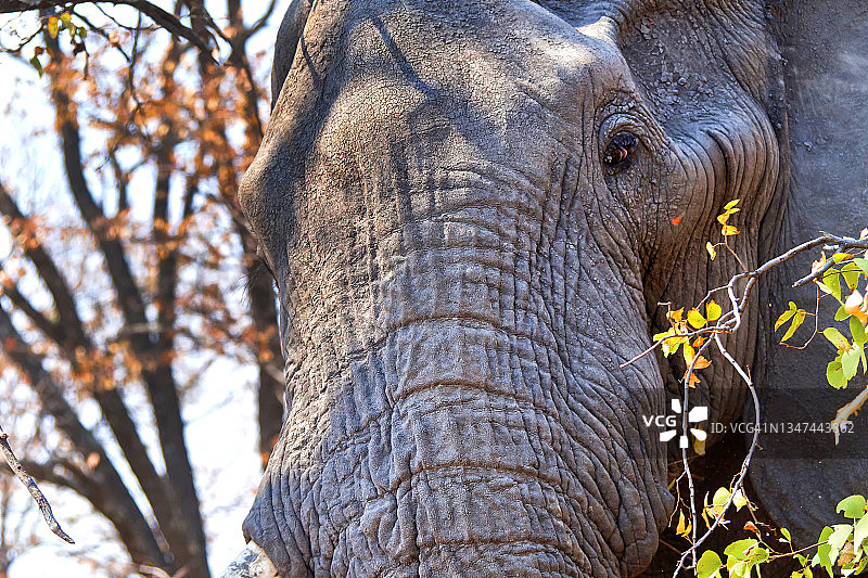 大象，Loxodonta africana，丘比国家公园，博茨瓦纳，非洲图片素材