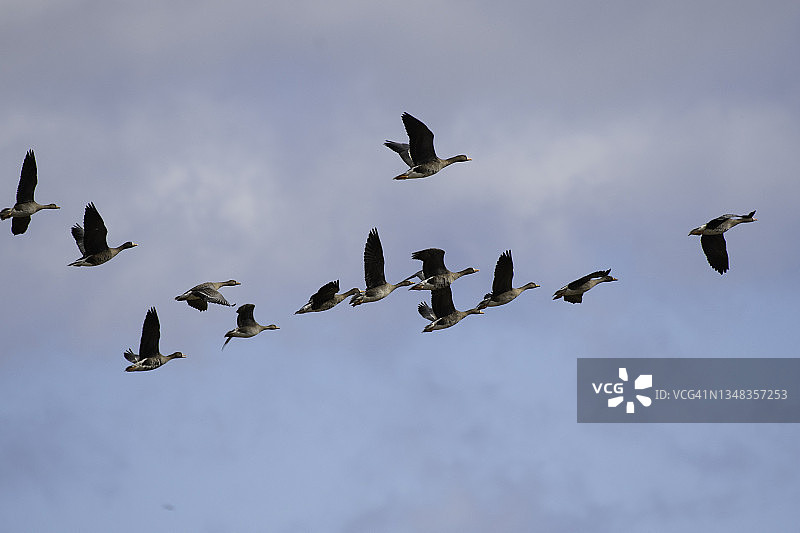 一群白额大雁在蓝天上飞翔图片素材