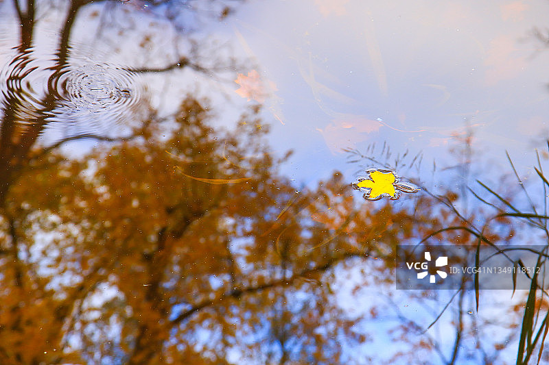 五彩缤纷的秋日枫叶洒满湖面图片素材
