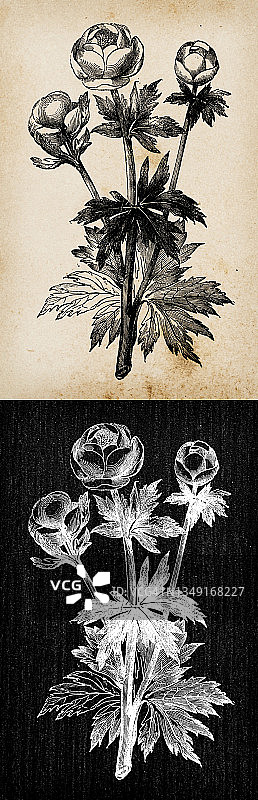 植物学植物古董雕刻插画:特罗利乌斯(地球花)图片素材