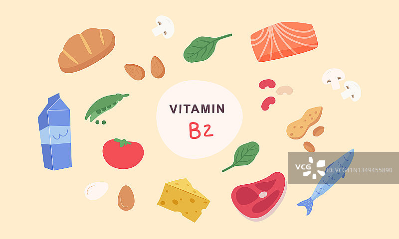 维生素B2的来源。含核黄素的食物。蘑菇，鱼，乳制品，坚果，肉。饮食，营养，健康的食物。矢量插图卡通平面风格。图片素材