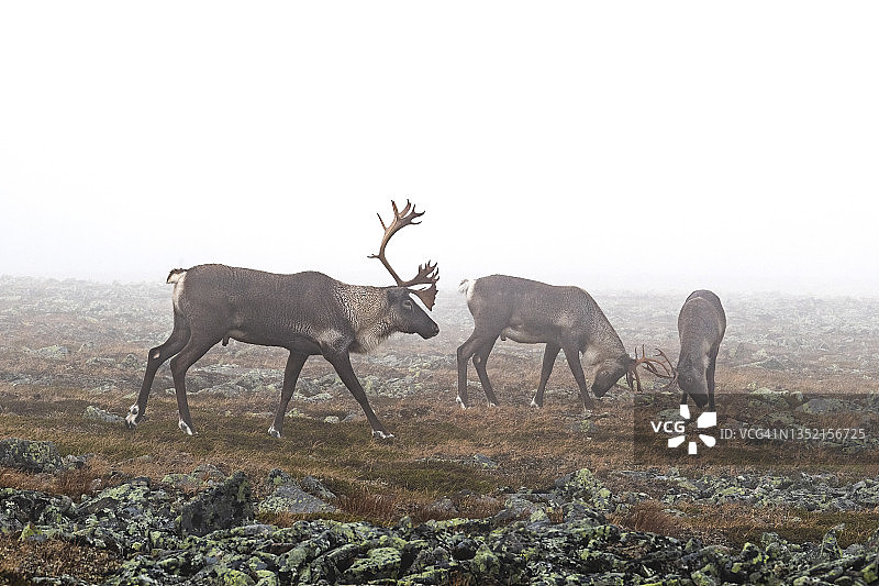 驯鹿，北美驯鹿，三种动物图片素材