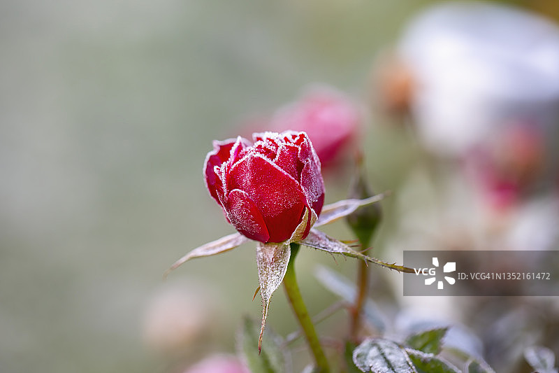 玫瑰花上的十一月霜图片素材