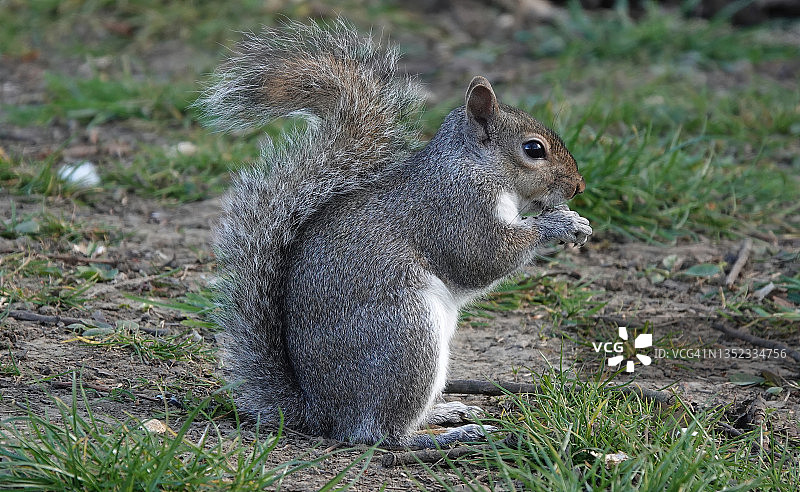 一张可爱的照片，一只灰松鼠坐在地上吃着它爪子上的坚果。图片素材