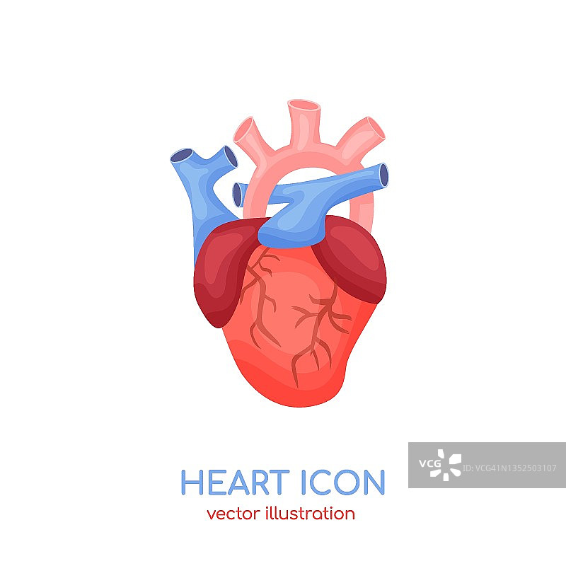 心脏图标，心血管系统的器官。脉搏测量应用的医学矢量插图，心脏病学网站图片素材