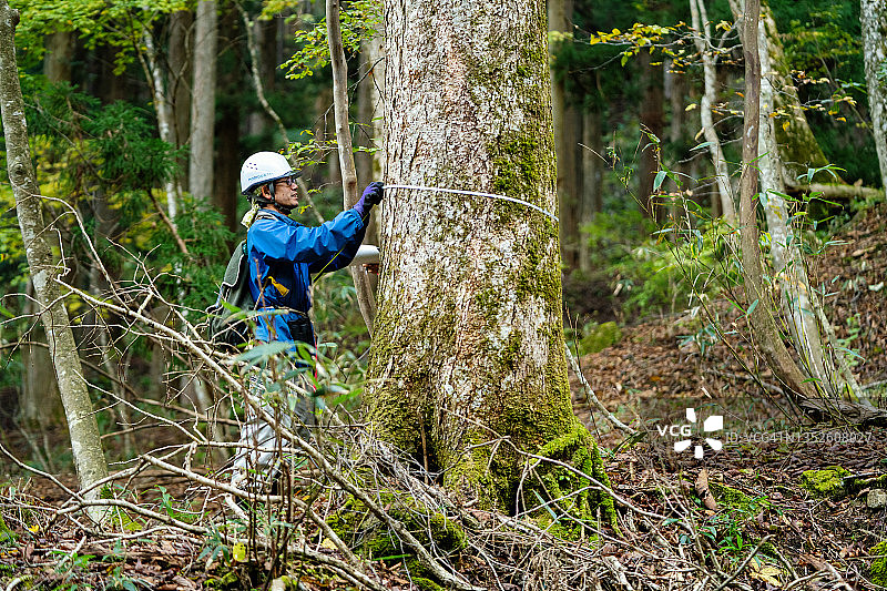 研究人员为重新造林和资源管理目的测量树木。图片素材
