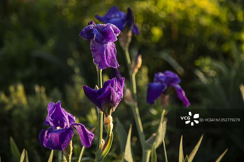 紫花的特写，一株鸢尾，德国鸢尾在清晨的阳光下。背景因对前景聚焦而模糊不清。图片素材