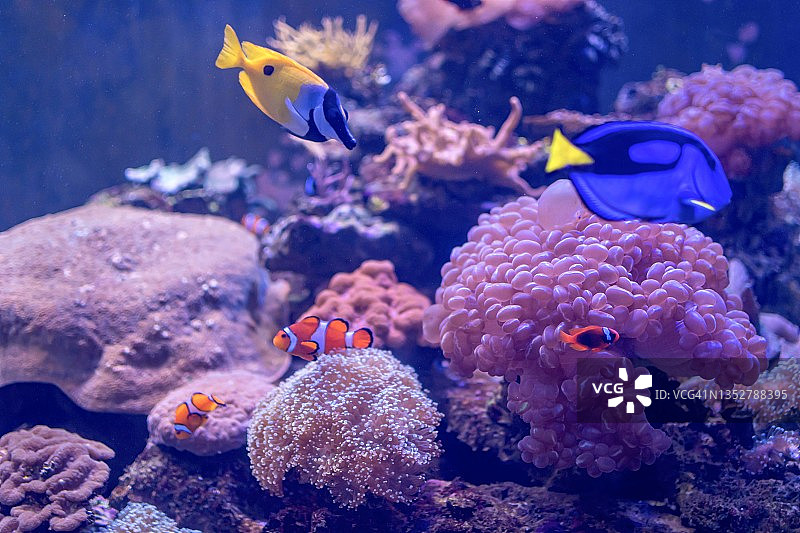 泰国水族馆里五颜六色的热带鱼的特写图片素材