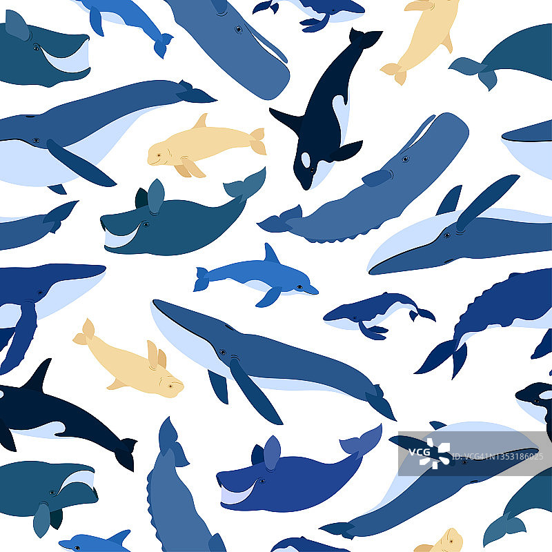 鲸鱼的无缝模式。白鲸、虎鲸、座头鲸、抹香鲸、蓝鲸、海豚、北极露脊鲸、抹香鲸。海底世界、海洋。矢量插图的鲸鱼图片素材