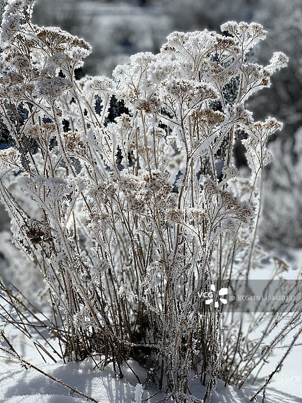 一个寒冷的下雪的早晨图片素材