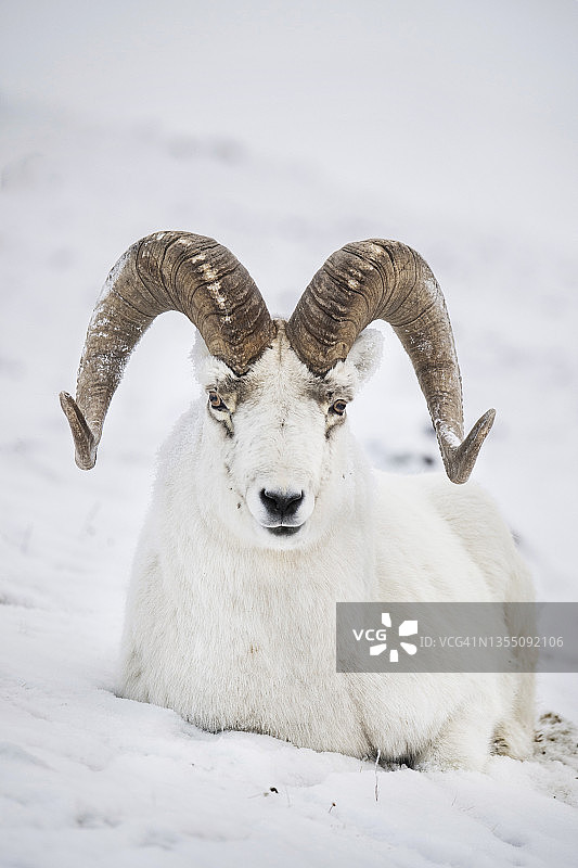 加拿大育空地区，躺在雪地上的小绵羊(Ovis dalli)的肖像图片素材
