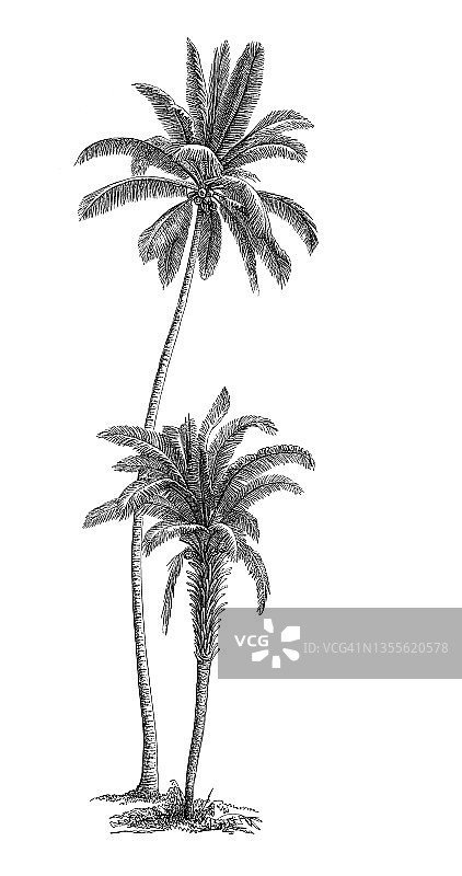 古老的雕刻插图椰子树(Cocos nucifera)和非洲油棕或金刚棕(Elaeis guineensis)图片素材