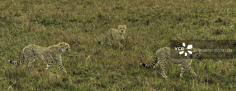 猎豹和她的幼崽在非洲野外狩猎图片素材