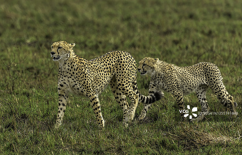 猎豹和她的幼崽在非洲野外狩猎图片素材