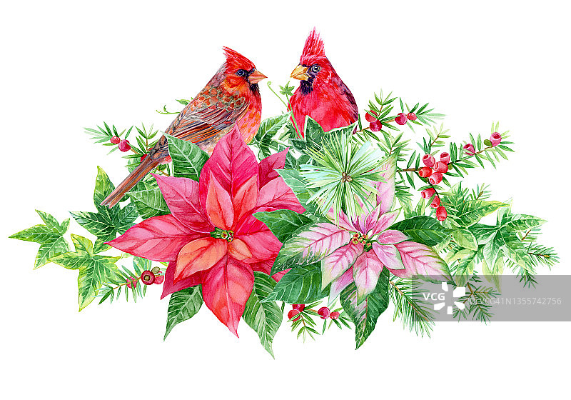 水彩圣诞插图与红衣主教，红色和粉红色的一品红，常春藤，紫杉浆果和树枝。孤立在白色背景。最适合卡片，冬季节日装饰，横幅，请柬。图片素材