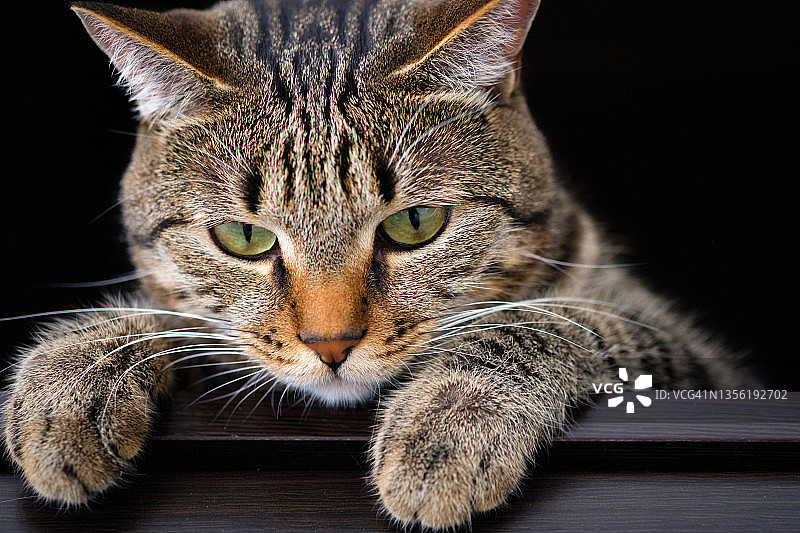 一只橙色鼻子的家养灰虎斑猫。一只聪明的小猫坐在橱柜的木架子上，从较高的位置看着相机。复制文本空间。图片素材