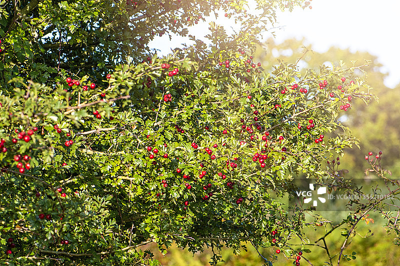 山楂属植物秋天的红色浆果，通常被称为山楂、quickthorn、thornapple、May-tree、whitthorn或hawberry。图片素材
