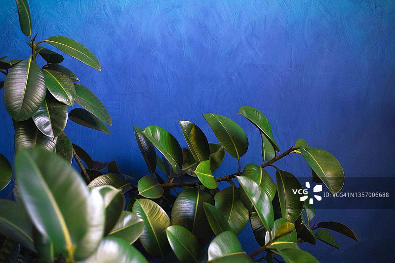 室内榕花在一个蓝色的背景上有一个梯度。图片素材