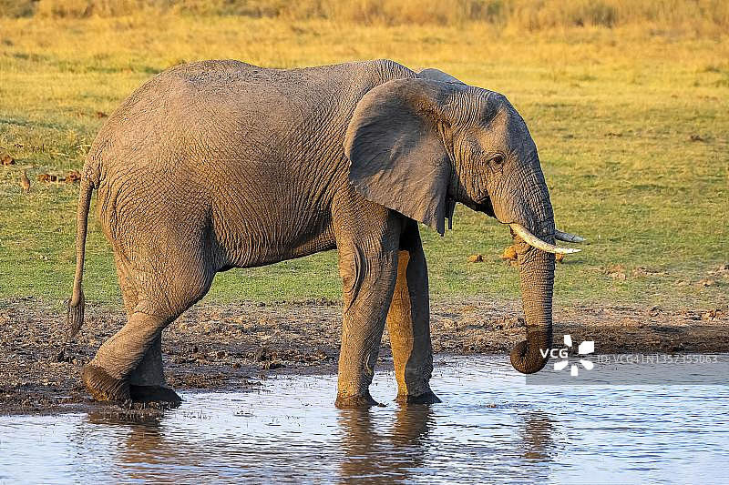 非洲象(Loxodonta africana)，莫雷米野生动物保护区西部，奥卡万戈三角洲，博茨瓦纳图片素材