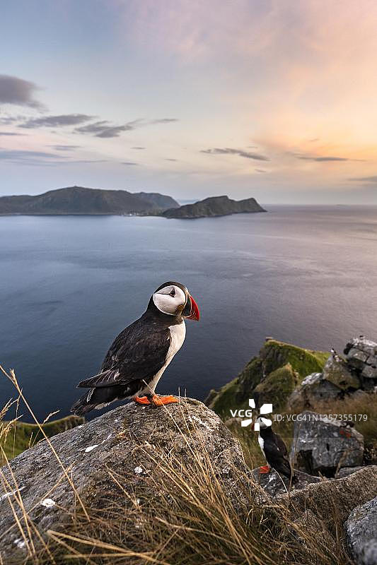 海雀(北极异卵海雀)站在岩石上，伦德岛，挪威图片素材