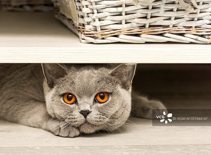 猫在桌子底下猎食。这是一只英国纯种短毛猫的特写照片，它的明亮的橙色眼睛从咖啡桌底下探出头来。图片素材