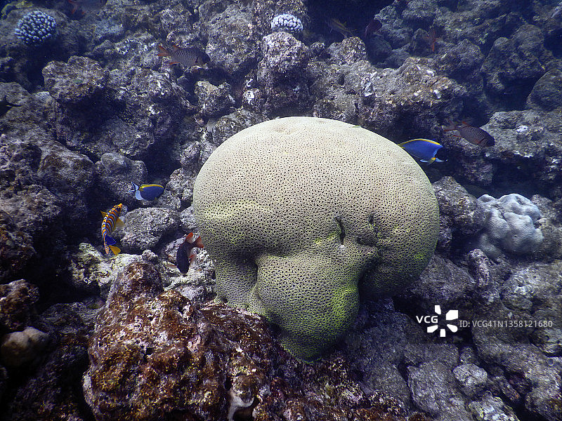在马尔代夫泻湖的刚毛珊瑚(银河束状)图片素材