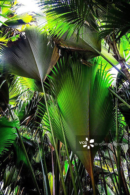 棕榈林，Vallee de Mai，普拉斯林，塞舌尔，普拉斯林，塞舌尔图片素材