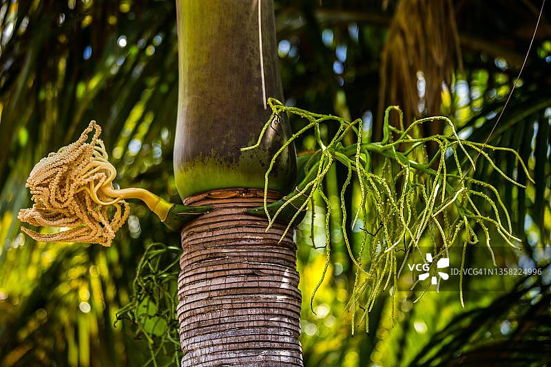 棕榈果，丰迪南自然保护区，普拉斯林，塞舌尔，普拉斯林，塞舌尔图片素材
