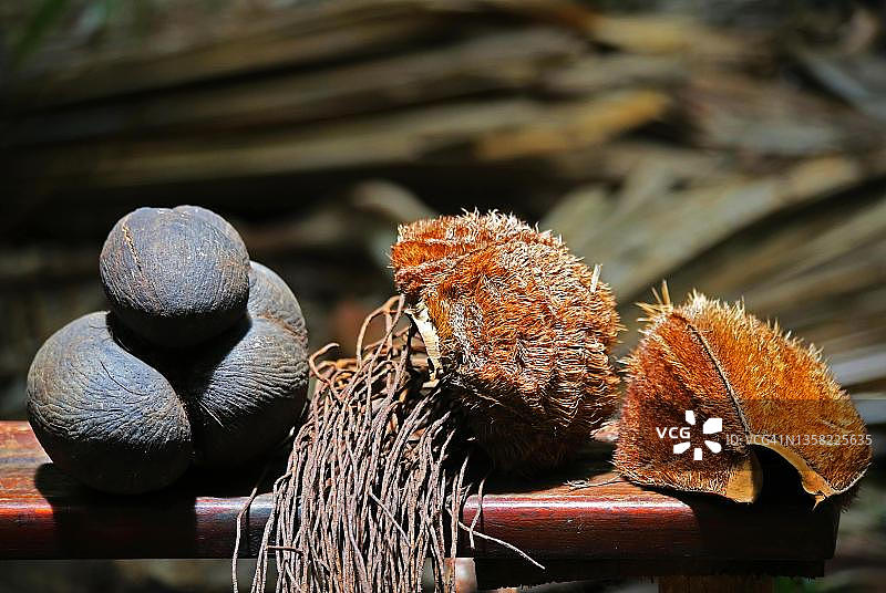 马尔代夫椰子(Lodoicea maldivica)，最著名的特有棕榈品种，在整个植物王国中有最大的种子，塞舌尔的普拉斯林，普拉斯林，塞舌尔图片素材