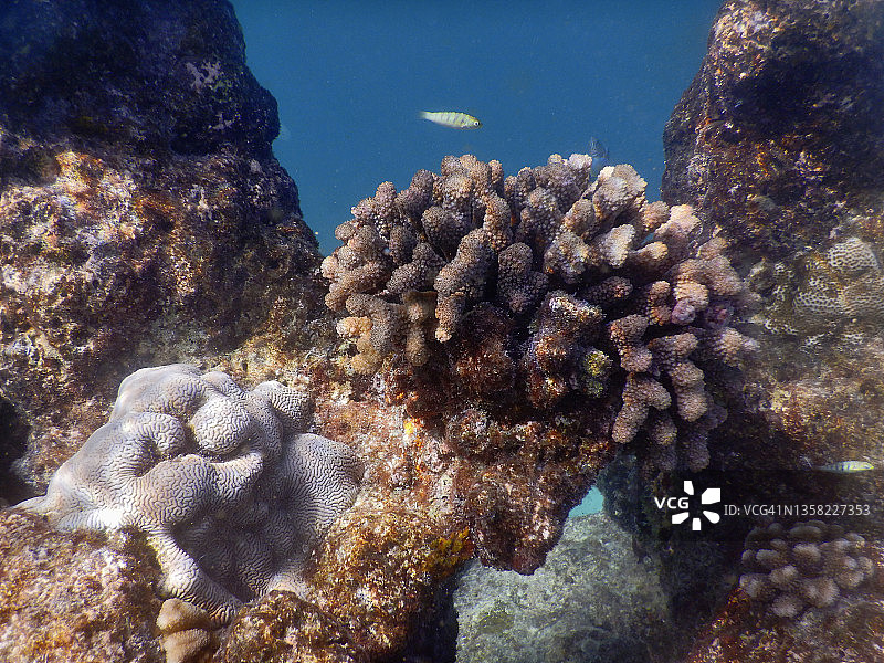 Platygyra Daedalea或迷宫珊瑚和疣珊瑚(Pocillopora)在房子礁的拉纳利岛，马尔代夫图片素材