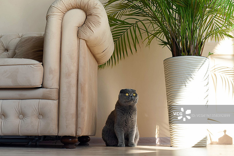 一只漂亮的大灰猫坐在沙发旁边。图片素材