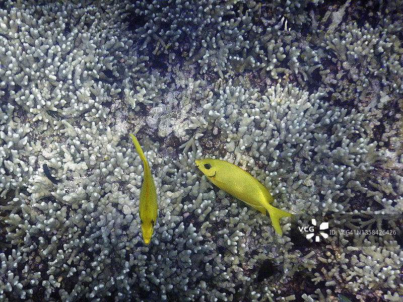 两只珊瑚兔鱼(Siganus corallinus)，马尔代夫图片素材