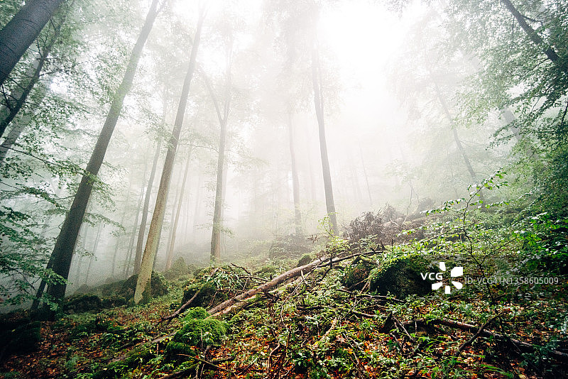 雾秋森林图片素材
