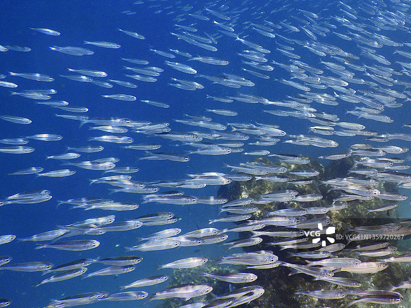 在马尔代夫珊瑚礁上的小鱼群(银鲱鱼，淡鳞鲱鱼)图片素材