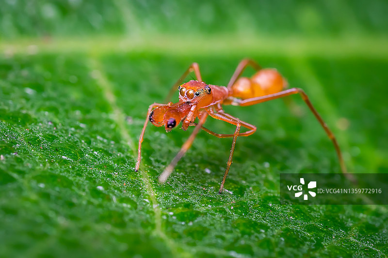 Ant-mimic蜘蛛图片素材
