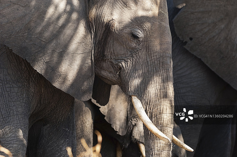 博茨瓦纳，丘比公园，大象在休息图片素材