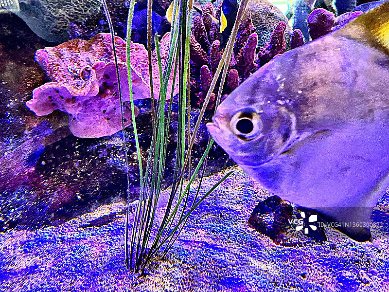 在水下捕获的紫色色调的锁定鱼游泳附近的珊瑚库照片图片素材