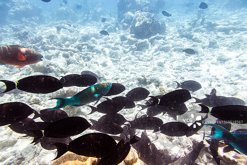 一群鱼在蓝色的海里游泳图片素材