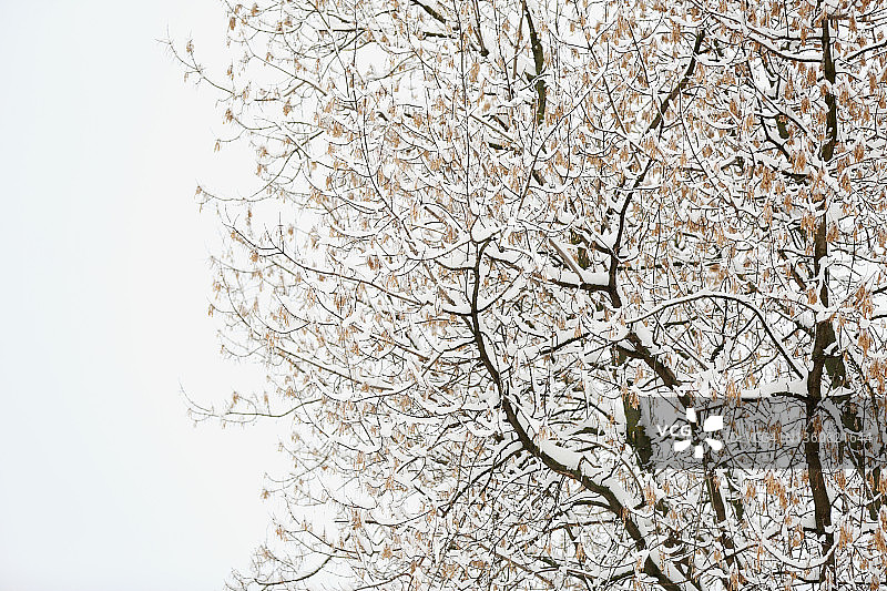 被雪覆盖的光秃秃的树，冬天的背景图片素材