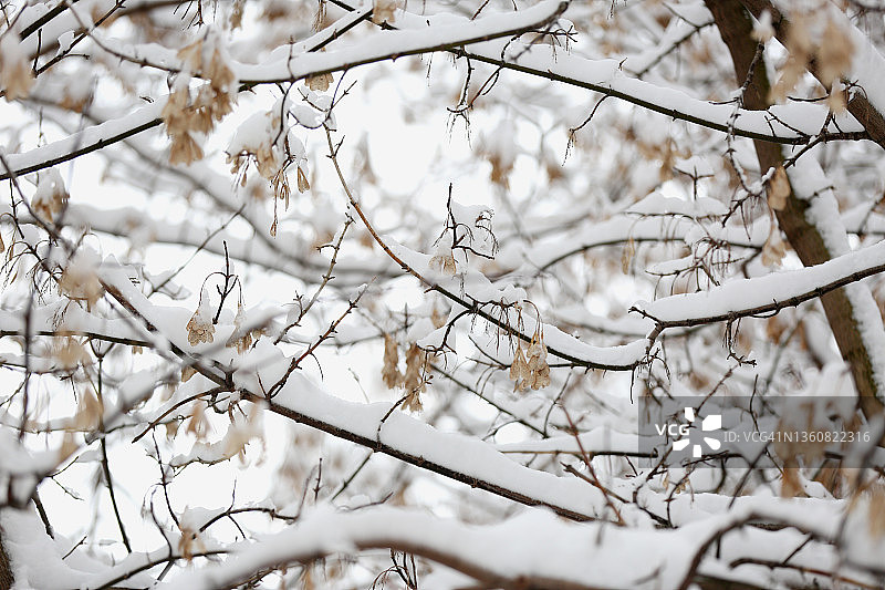 在模糊的冬季背景下，被雪覆盖的灰树的干树枝图片素材
